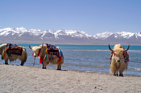 Yaks auf der Tibet Intensiv Reise der BCT-Touristik